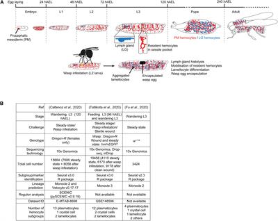 Toward a Consensus in the Repertoire of Hemocytes Identified in Drosophila